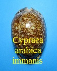 Cypraea arabica immanis, Sch & Schilder 1939